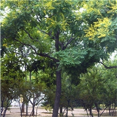 栾树